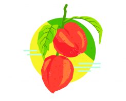 HotM_FoodIllustrations_Peaches TRANSPARENT
